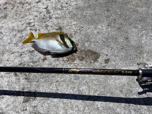 ヒメアイゴの釣果