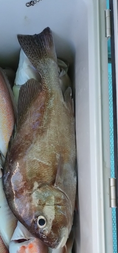 コショウダイの釣果