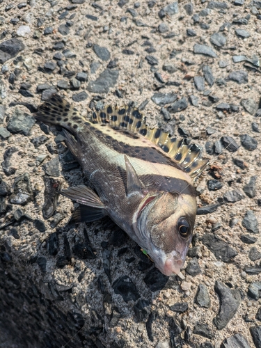 コショウダイの釣果