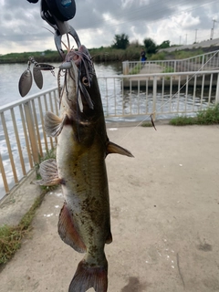 アメリカナマズの釣果