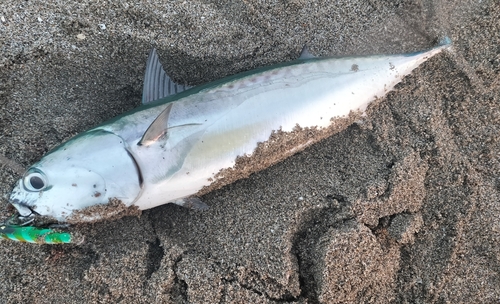 マルソウダの釣果