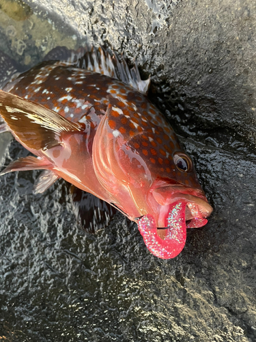 キジハタの釣果