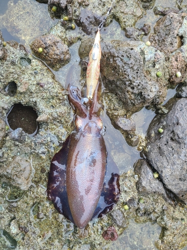 アオリイカの釣果