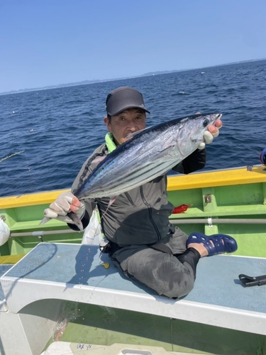 カツオの釣果