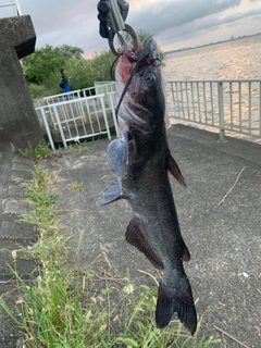 アメリカナマズの釣果