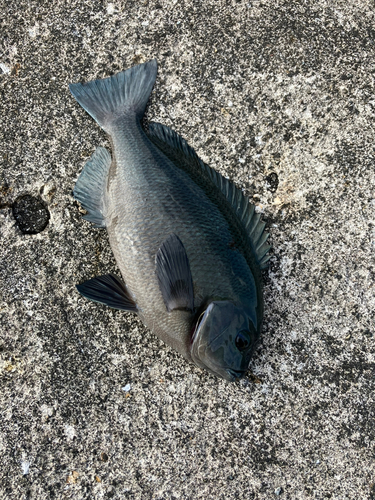 メジナの釣果