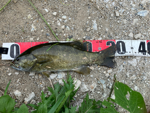 スモールマウスバスの釣果