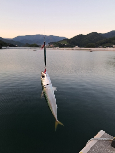 サバの釣果