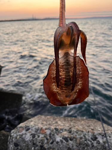 アオリイカの釣果