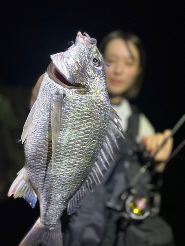 キビレの釣果