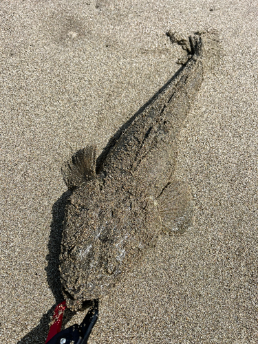 マゴチの釣果