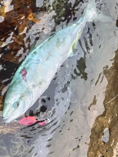 ワカシの釣果