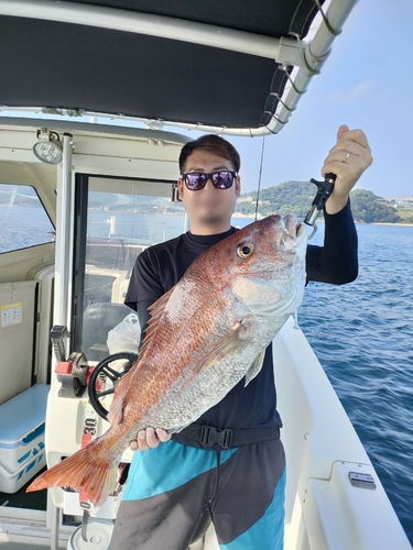 マダイの釣果