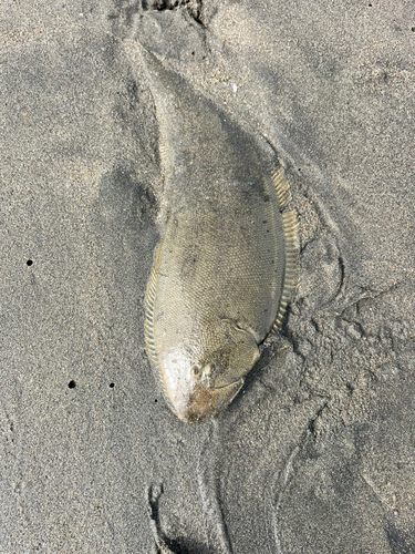 シタビラメの釣果