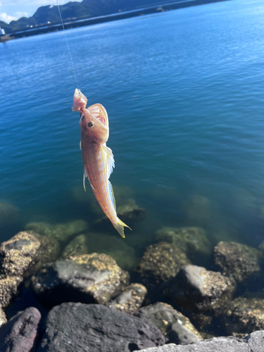 エソの釣果