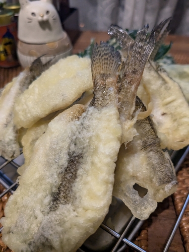 マハゼの釣果