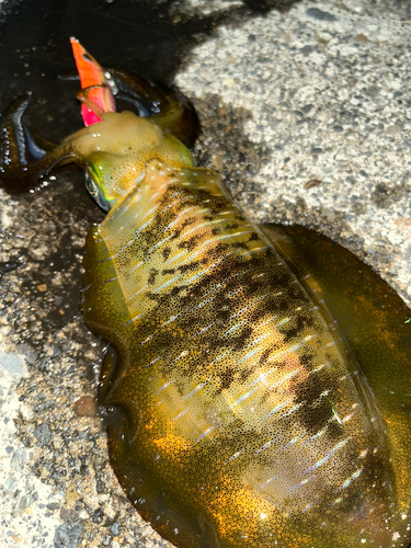 アオリイカの釣果