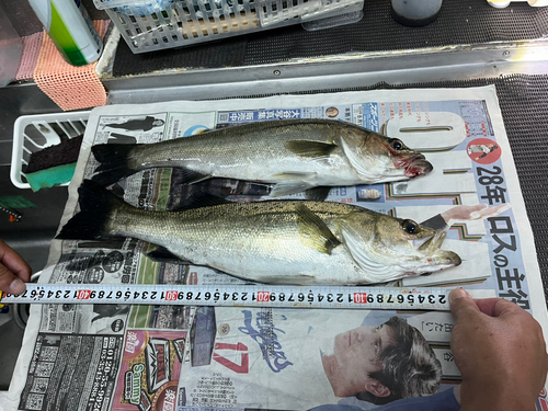 シーバスの釣果