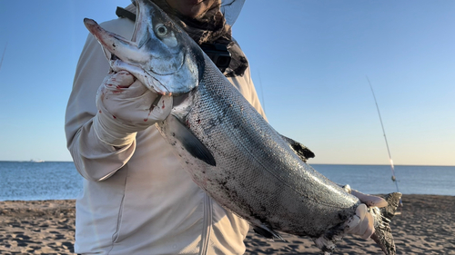 アキアジの釣果