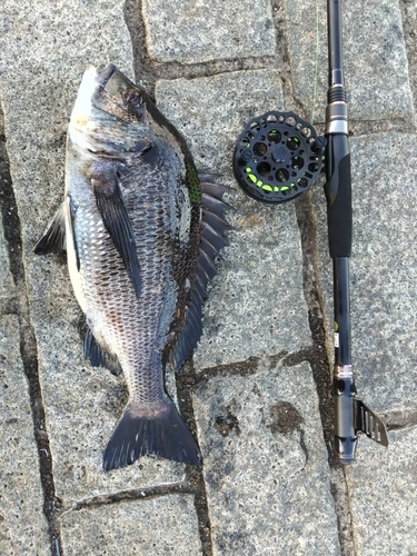 クロダイの釣果