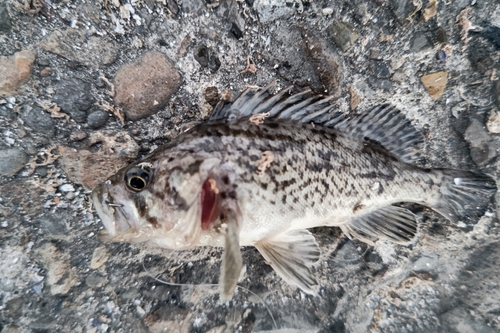 クロソイの釣果