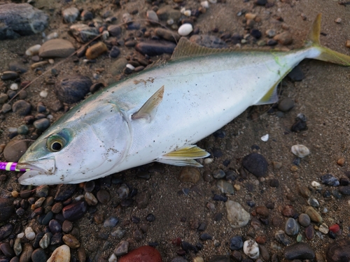 ツバスの釣果