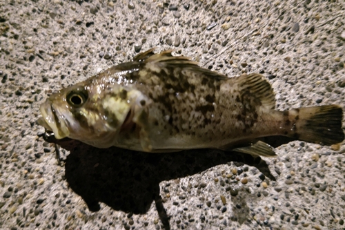 クロソイの釣果