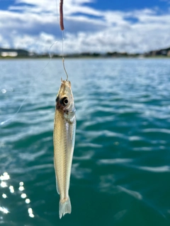 シロギスの釣果