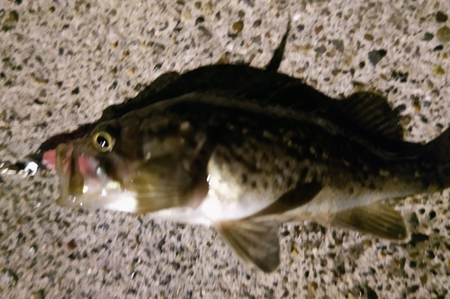 クロソイの釣果