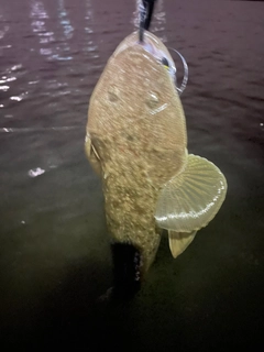 マゴチの釣果