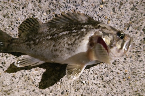 クロソイの釣果