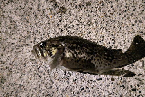 クロソイの釣果