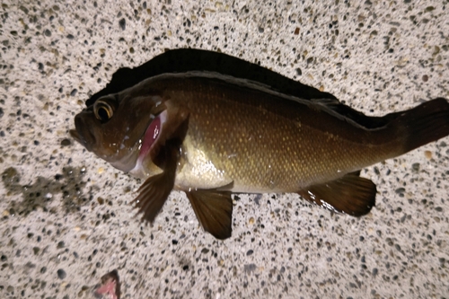 エゾメバルの釣果