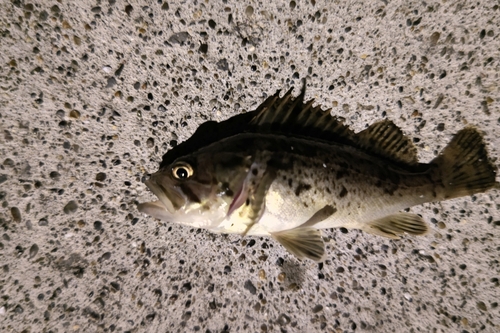 クロソイの釣果