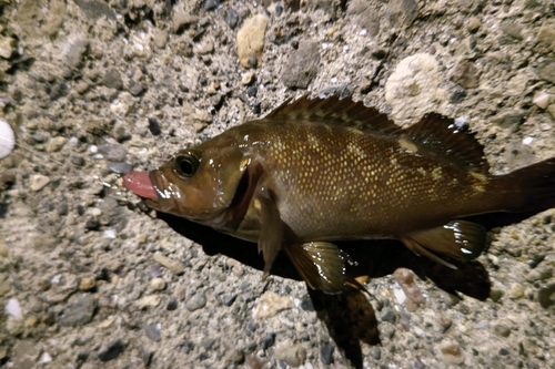 エゾメバルの釣果