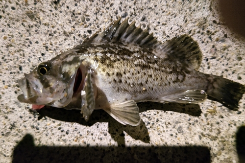 クロソイの釣果