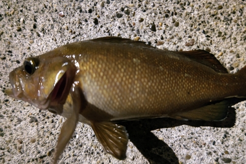 エゾメバルの釣果