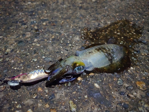 アオリイカの釣果