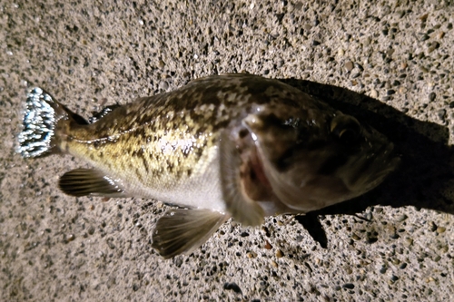 クロソイの釣果