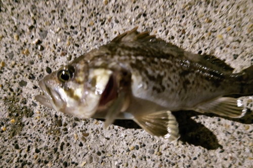 クロソイの釣果