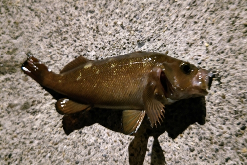 エゾメバルの釣果