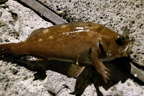 エゾメバルの釣果