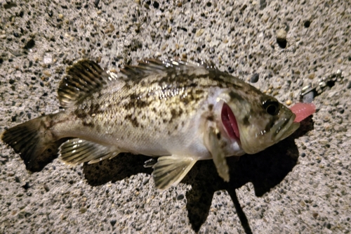 クロソイの釣果