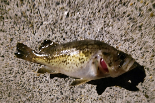 クロソイの釣果