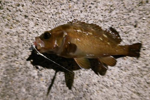 エゾメバルの釣果