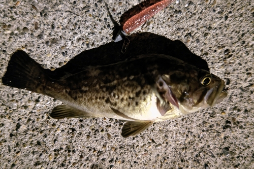 クロソイの釣果