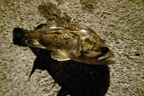 クロソイの釣果