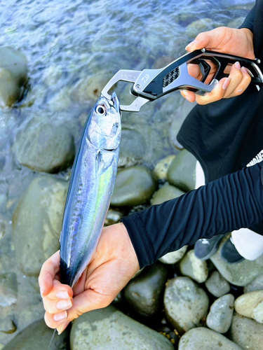 ソウダガツオの釣果