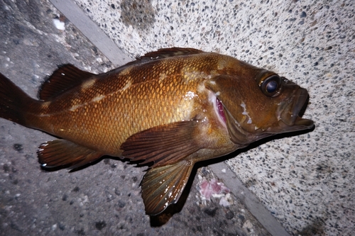 エゾメバルの釣果