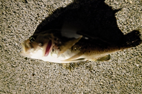 クロソイの釣果